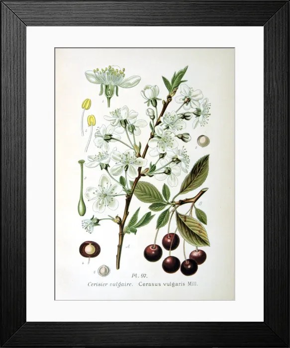 Framed Print : Sour cherry, 1893 Framed Print : Sour cherry, 1893