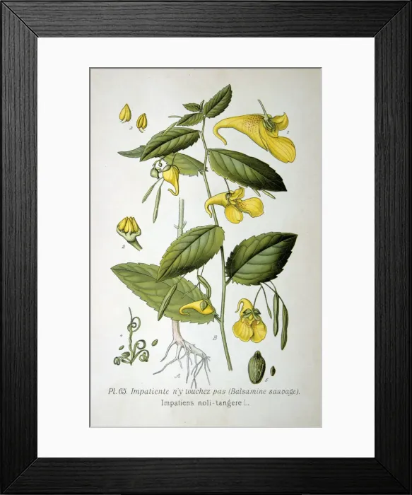 Framed Print : Touch-me-not balsam, 1893 Framed Print : Touch-me-not balsam, 1893