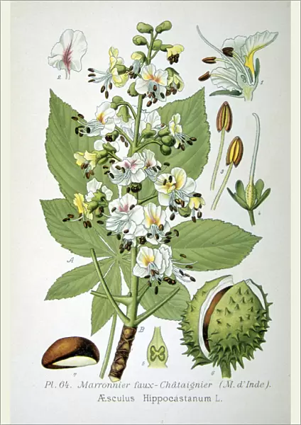 Common horse chestnut, 1893