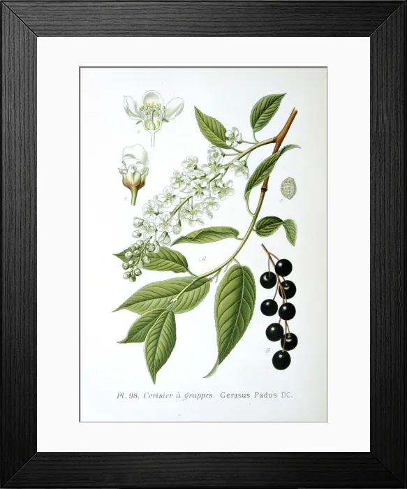 Framed Print : Bird cherry, 1893 Framed Print : Bird cherry, 1893