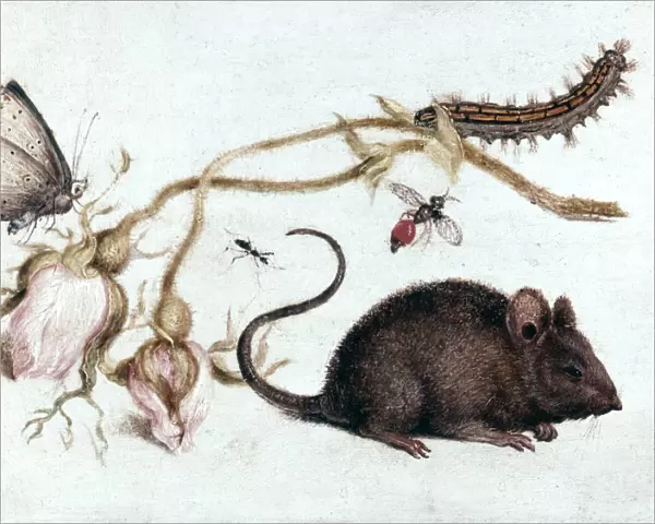 Mouse, Flower and Insect, 16th century. Artist: Joris Hoefnagel
