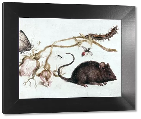 Mouse, Flower and Insect, 16th century. Artist: Joris Hoefnagel