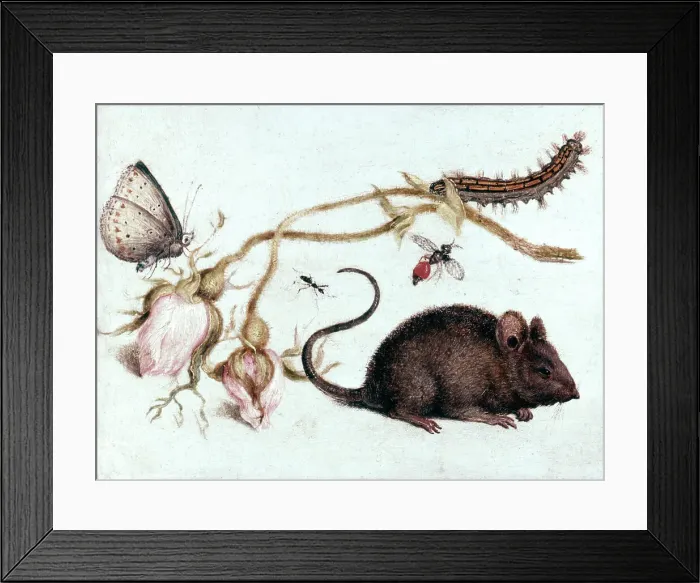 Framed Print : Mouse, Flower and Insect, 16th century. Artist: Joris Hoefnagel Framed Print : Mouse, Flower and Insect, 16th century. Artist: Joris Hoefnagel