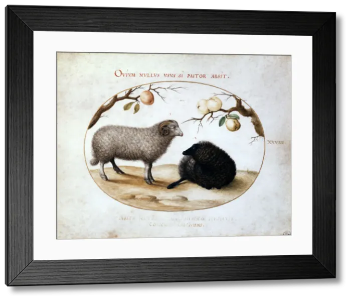 Framed Print : Ram, Black Sheep and Two Apple Branches, 16th century. Artist: Joris Hoefnagel Framed Print : Ram, Black Sheep and Two Apple Branches, 16th century. Artist: Joris Hoefnagel