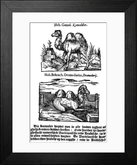 Framed Print : Pre-binomial classification of species, 1644 Framed Print : Pre-binomial classification of species, 1644