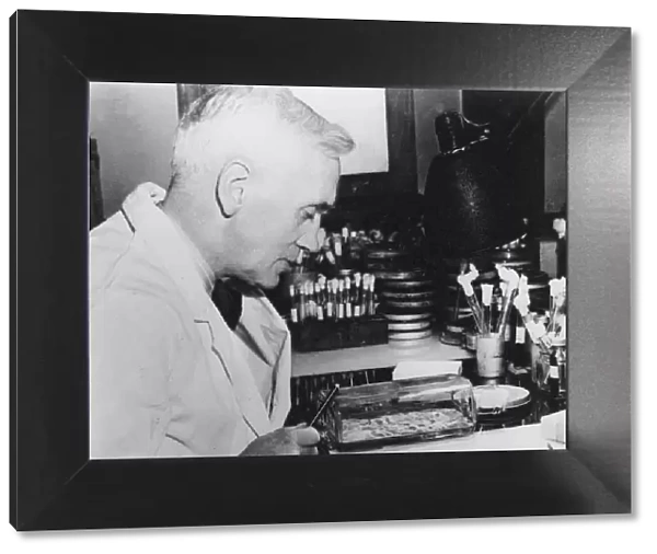 Alexander Fleming, Scottish bacteriologist in his laboratory, 1930s