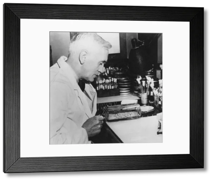 Framed Print : Alexander Fleming, Scottish bacteriologist in his laboratory, 1930s Framed Print : Alexander Fleming, Scottish bacteriologist in his laboratory, 1930s
