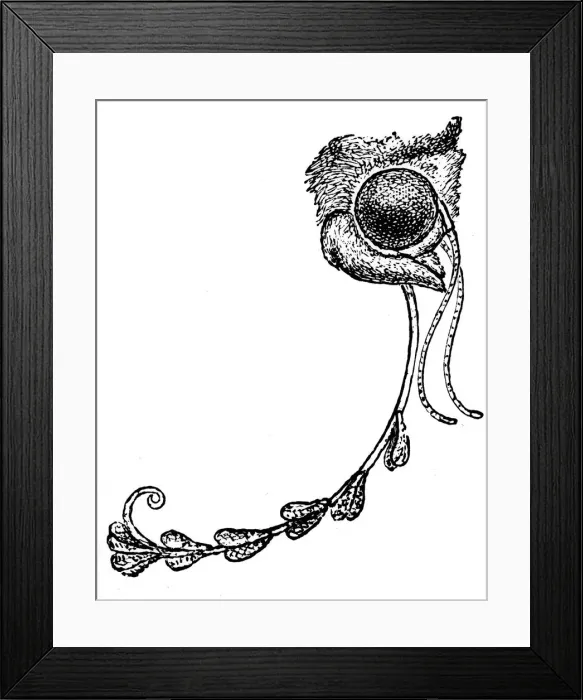 Framed Print : The moth Acontia luctuosa and orchid pollen, 1862 Framed Print : The moth Acontia luctuosa and orchid pollen, 1862