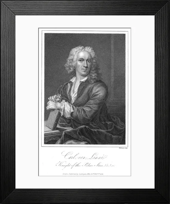 Framed Print : Carolus Linnaeus, 18th century Swedish naturalist. Artist: W Evans Framed Print : Carolus Linnaeus, 18th century Swedish naturalist. Artist: W Evans