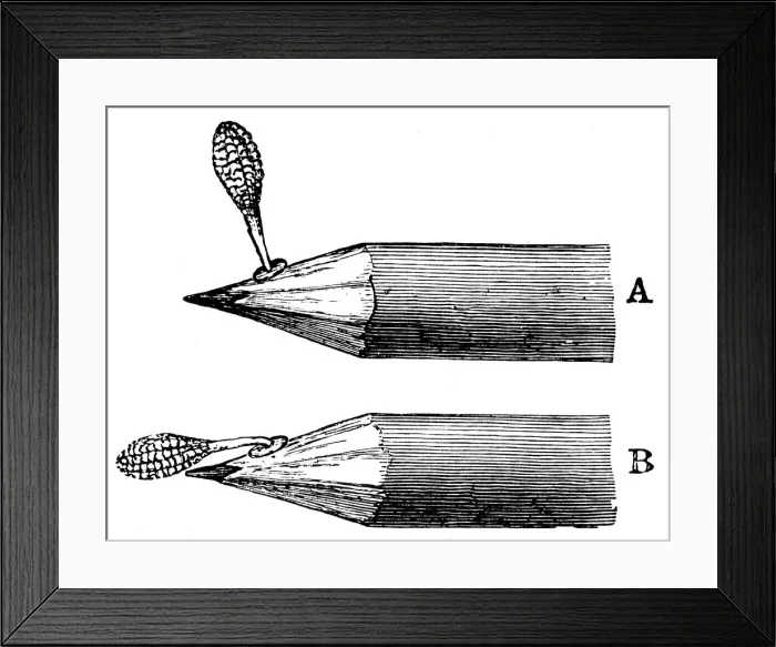 Framed Print : Pollen mass of Orchis mascula when first attached (A) and after depression (B), 1899