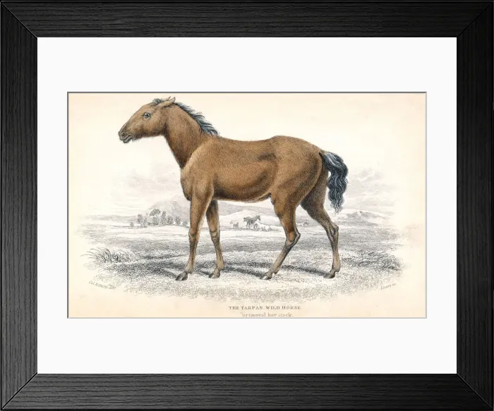 Framed Print : Tarpan, 1830. Artist: William Home Lizars Framed Print : Tarpan, 1830. Artist: William Home Lizars