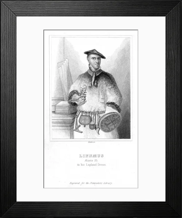 Framed Print : Carolus Linnaeus, Swedish naturalist, 1732 (early 19th century). Artist: William Home Lizars Framed Print : Carolus Linnaeus, Swedish naturalist, 1732 (early 19th century). Artist: William Home Lizars