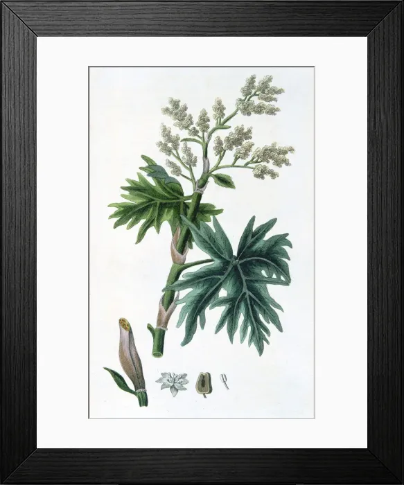Framed Print : Rhubarb, 1823 Framed Print : Rhubarb, 1823