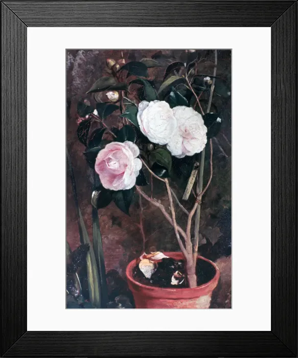 Framed Print : Camelias, 19th century. Artist: Antonio Costa Framed Print : Camelias, 19th century. Artist: Antonio Costa
