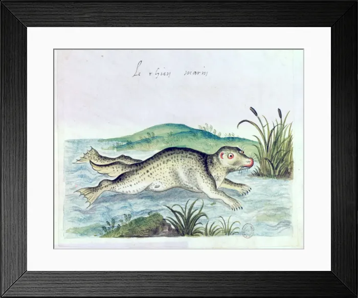 Framed Print : Marine dog, 16th century Framed Print : Marine dog, 16th century
