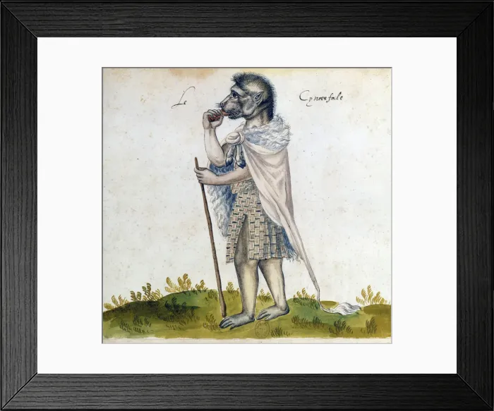 Framed Print : The cynoscephalus, 15th century Framed Print : The cynoscephalus, 15th century