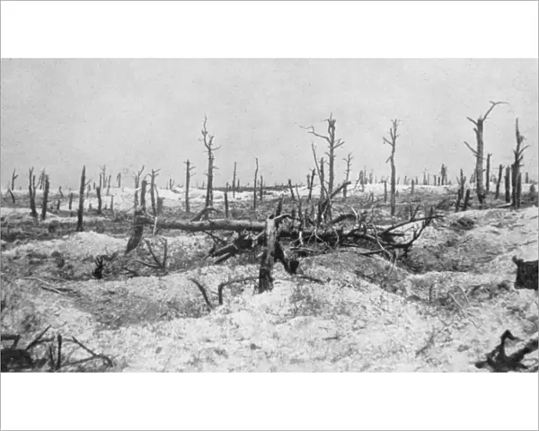 Blasted tree stumps, Mesnil, Champagne, France, World War I, 1915