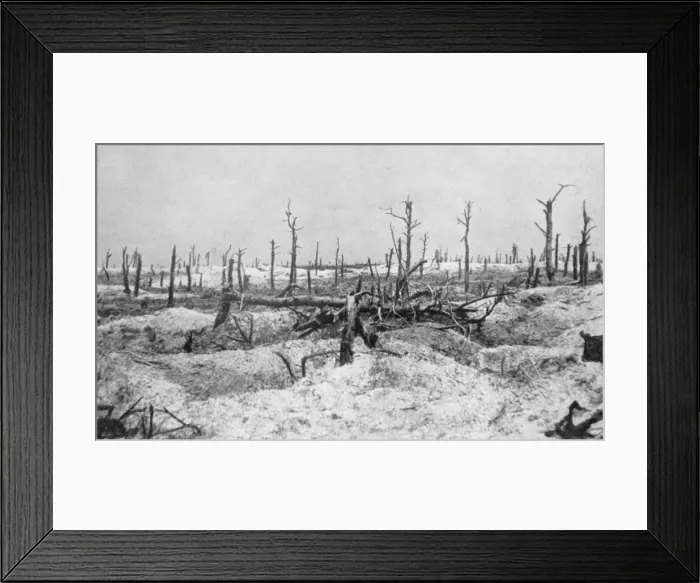 Framed Print : Blasted tree stumps, Mesnil, Champagne, France, World War I, 1915 Framed Print : Blasted tree stumps, Mesnil, Champagne, France, World War I, 1915