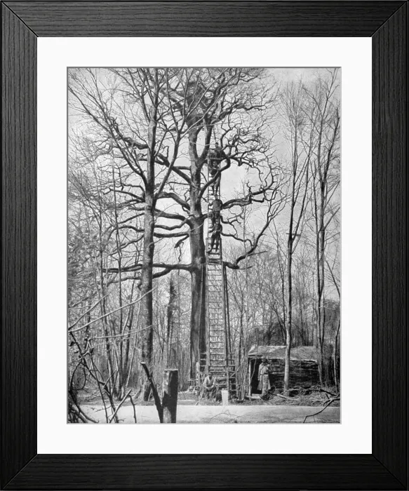 Framed Print : French observation post in a tree, France, World War I, 1915 Framed Print : French observation post in a tree, France, World War I, 1915