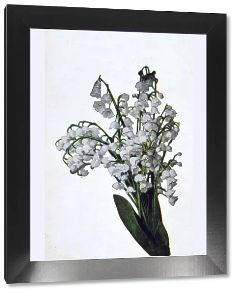 Snowdrop, French flower postcard, c1900