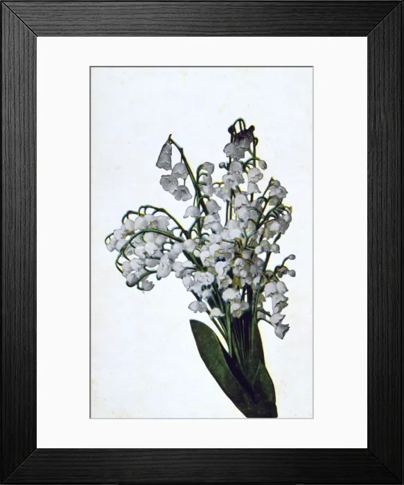 Framed Print : Snowdrop, French flower postcard, c1900 Framed Print : Snowdrop, French flower postcard, c1900