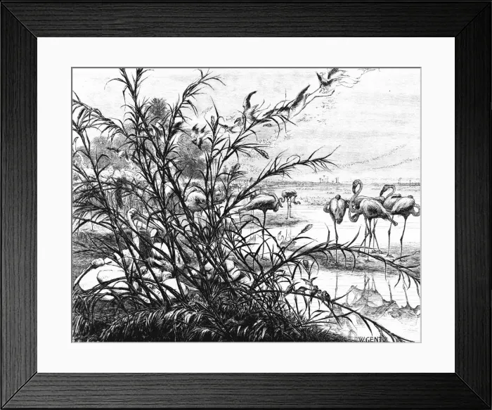 Framed Print : A Parliament of Birds on the Lake Menaleh, 1880. Artist: Wilhelm Gentz Framed Print : A Parliament of Birds on the Lake Menaleh, 1880. Artist: Wilhelm Gentz