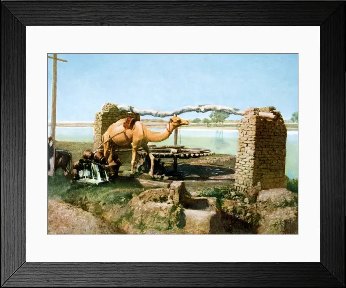 Framed Print : Camel and shaduf, Luxor, Egypt, 20th Century Framed Print : Camel and shaduf, Luxor, Egypt, 20th Century