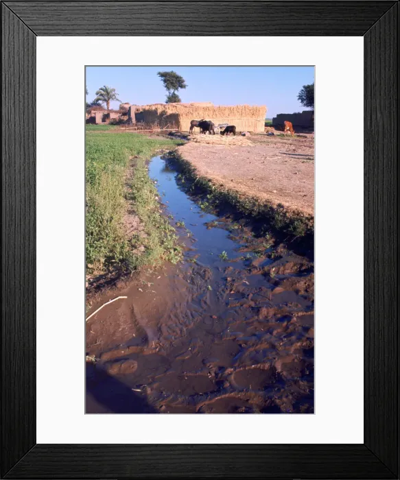 Framed Print : Animals grazing beside an irrigation or drainage ditch, Egypt, 20th Century Framed Print : Animals grazing beside an irrigation or drainage ditch, Egypt, 20th Century