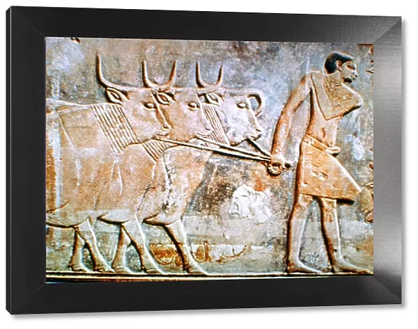 Man leading cattle, wall relief from the Tomb of Ptahhotep, Saqqara, Egypt, 24th century BC