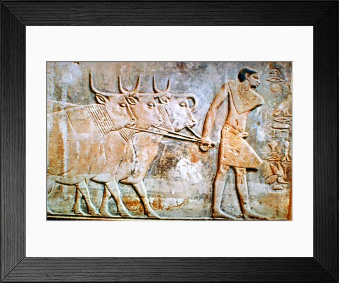 Framed Print : Man leading cattle, wall relief from the Tomb of Ptahhotep, Saqqara, Egypt, 24th century BC Framed Print : Man leading cattle, wall relief from the Tomb of Ptahhotep, Saqqara, Egypt, 24th century BC