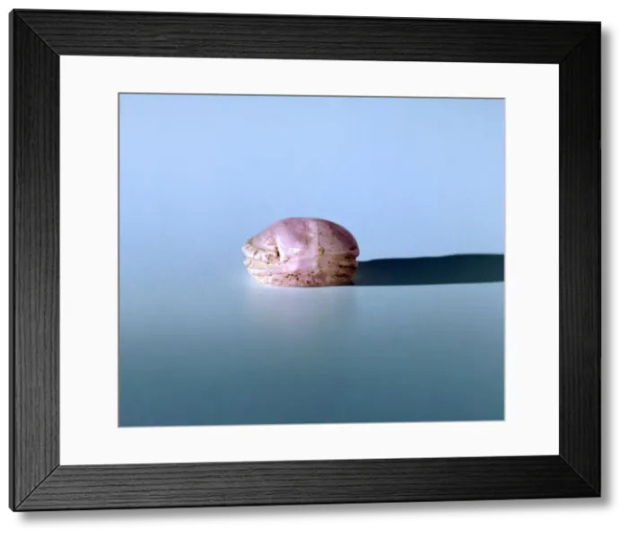 Framed Print : Scarab in amethyst, Ancient Egyptian, 13th century BC Framed Print : Scarab in amethyst, Ancient Egyptian, 13th century BC
