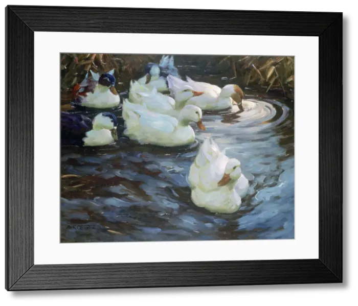 Framed Print : Ducks on a Pond, c1884-1932. Artist: Alexander Koester Framed Print : Ducks on a Pond, c1884-1932. Artist: Alexander Koester