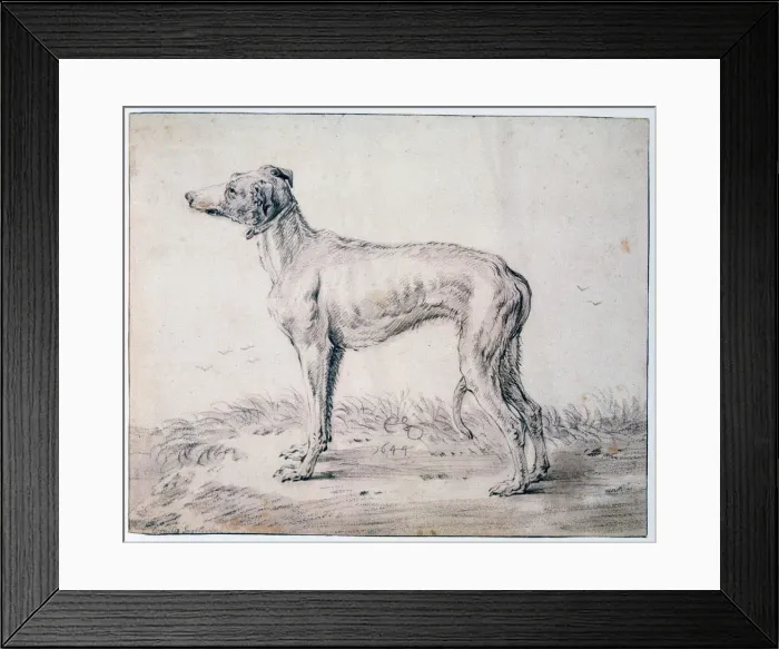 Framed Print : Greyhound, 1644. Artist: Cornelis Saftleven Framed Print : Greyhound, 1644. Artist: Cornelis Saftleven