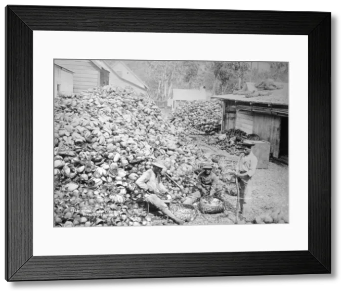 Framed Print : Copra making, Samoa, 1899. Artist: Burton Brothers
