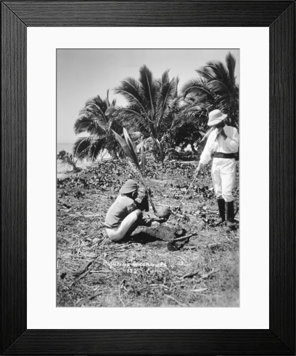 Framed Print : Planting coconuts, Solomon Island, Fiji, 1905 Framed Print : Planting coconuts, Solomon Island, Fiji, 1905