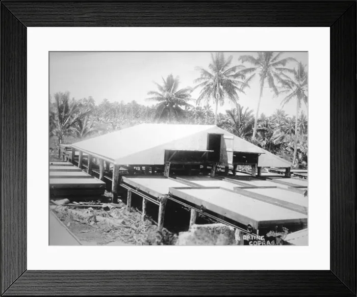Framed Print : Drying copra, Solomon Island, Fiji, 1905 Framed Print : Drying copra, Solomon Island, Fiji, 1905