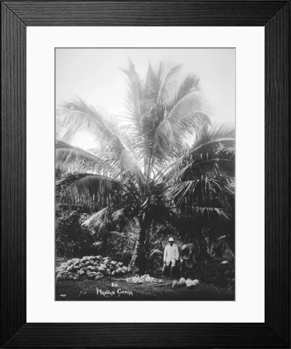 Framed Print : Making copra, Solomon Islands, Fiji, 1905 Framed Print : Making copra, Solomon Islands, Fiji, 1905