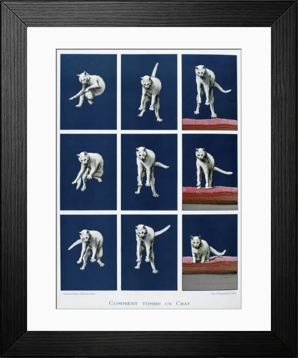 Framed Print : How a cat falls, 19th century. Artist: Gustave Francois Lasellaz Framed Print : How a cat falls, 19th century. Artist: Gustave Francois Lasellaz