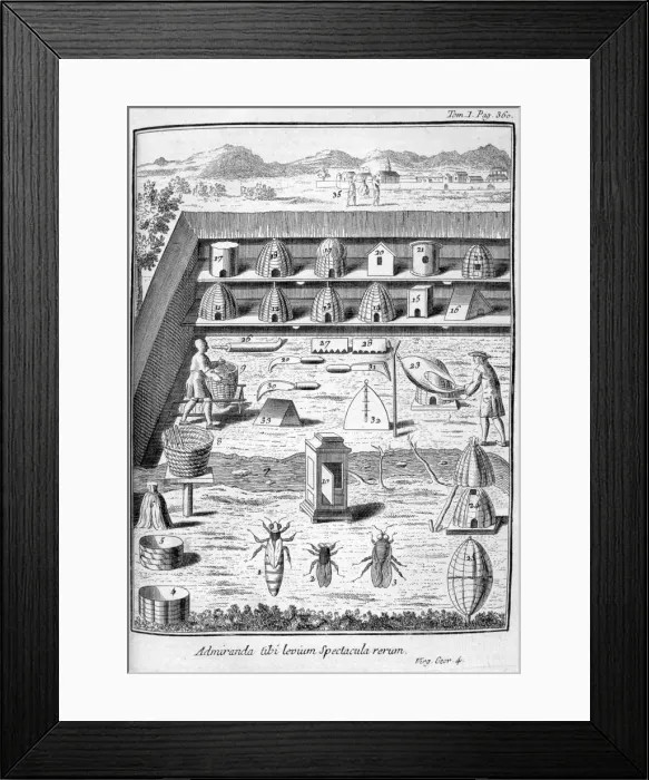 Framed Print : Beekeeping, 1775 Framed Print : Beekeeping, 1775