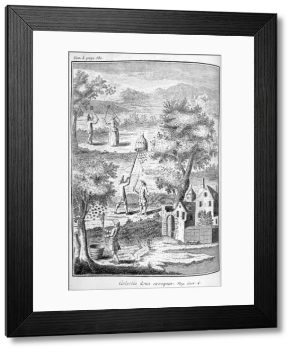 Framed Print : Beekeeping, 1775 Framed Print : Beekeeping, 1775