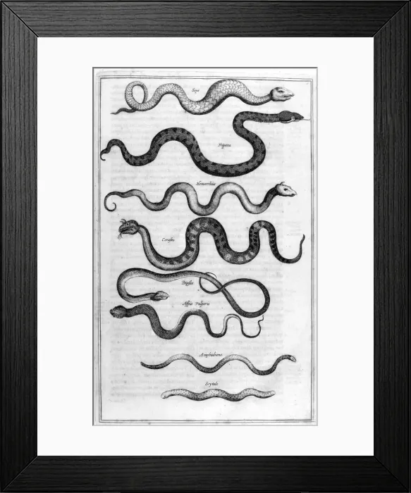 Framed Print : Serpents, 1675. Artist: Athanasius Kircher Framed Print : Serpents, 1675. Artist: Athanasius Kircher