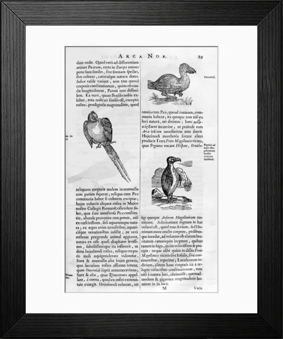 Framed Print : Birds, 1675. Artist: Athanasius Kircher Framed Print : Birds, 1675. Artist: Athanasius Kircher