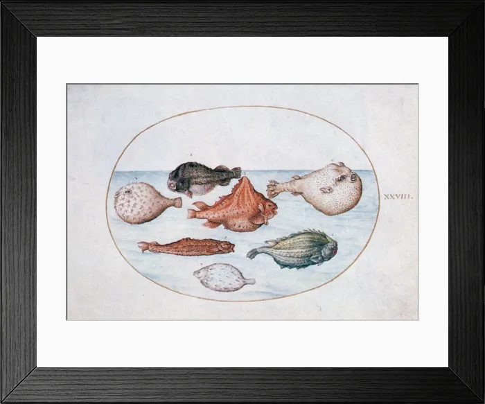 Framed Print : Fish, 16th century. Artist: Joris Hoefnagel Framed Print : Fish, 16th century. Artist: Joris Hoefnagel