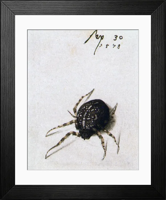 Framed Print : Female Spider, 1578. Artist: Joris Hoefnagel Framed Print : Female Spider, 1578. Artist: Joris Hoefnagel