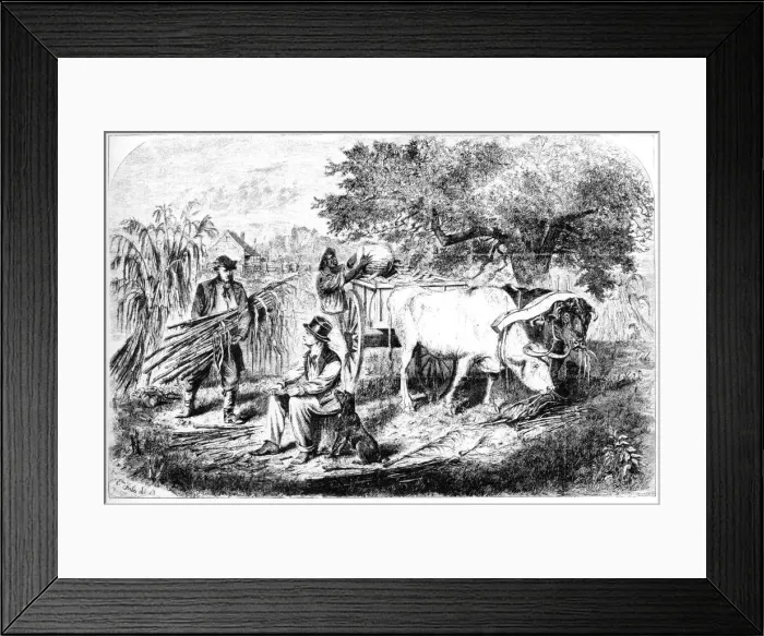 Framed Print : Oxen Hauling Corn, 19th century. Artist: Edwin Forbes Framed Print : Oxen Hauling Corn, 19th century. Artist: Edwin Forbes