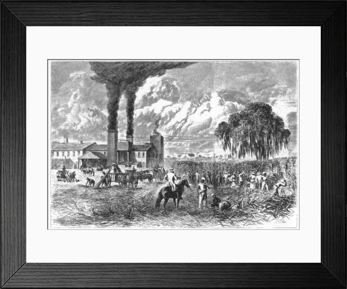 Framed Print : Sugar Plantation, New Orleans, 1870. Artist: A R Ward Framed Print : Sugar Plantation, New Orleans, 1870. Artist: A R Ward