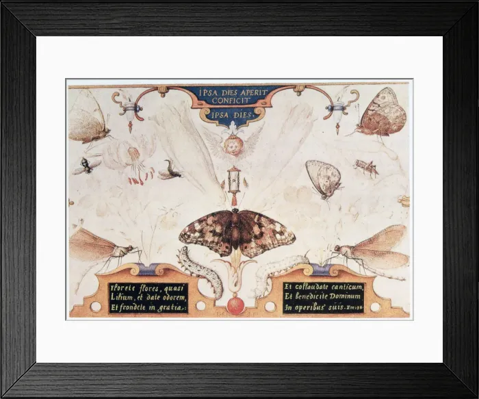 Framed Print : Diptych with flowers and insects, 1591. Artist: Joris Hoefnagel Framed Print : Diptych with flowers and insects, 1591. Artist: Joris Hoefnagel