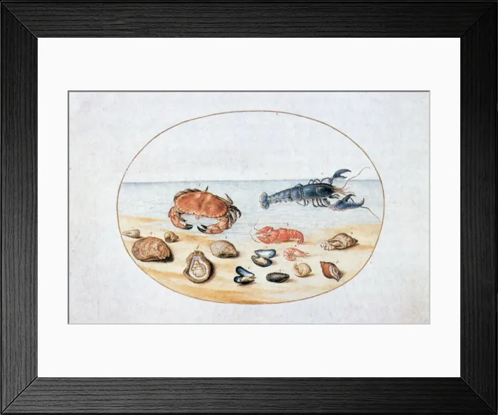 Framed Print : Shells and Shellfish, 16th century. Artist: Joris Hoefnagel Framed Print : Shells and Shellfish, 16th century. Artist: Joris Hoefnagel