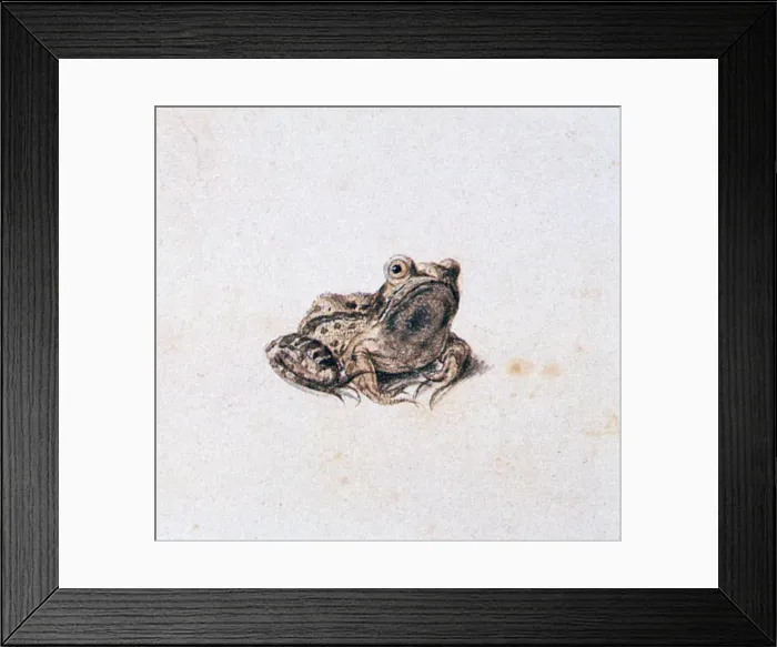 Framed Print : Green Frog, 16th century. Artist: Joris Hoefnagel