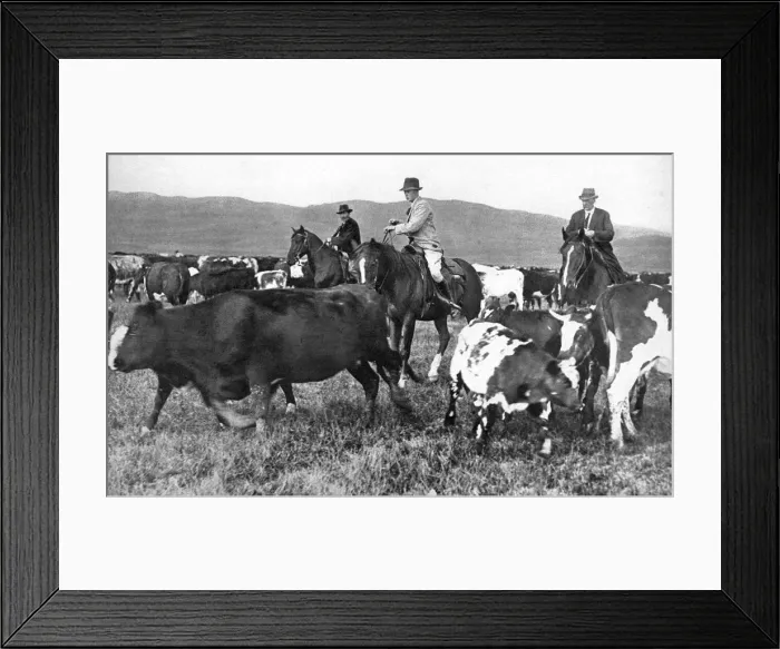 Framed Print : The Prince of Wales rounding up cattle in Alberta, Canada, c1930s Framed Print : The Prince of Wales rounding up cattle in Alberta, Canada, c1930s